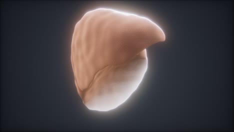 loop-3d-rendered-medically-accurate-animation-of-the-human-liver